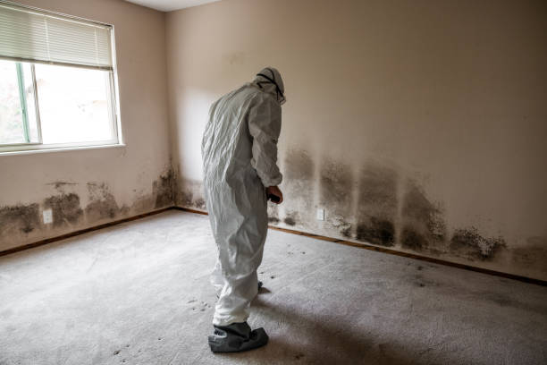 Office Mold Removal Services in Emerson, NJ