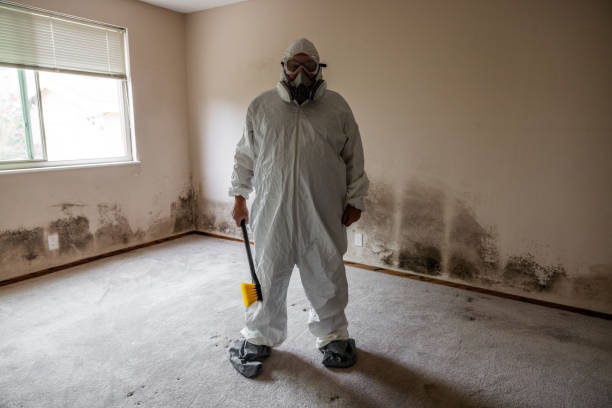 Reliable Emerson, NJ Mold Removal Solutions